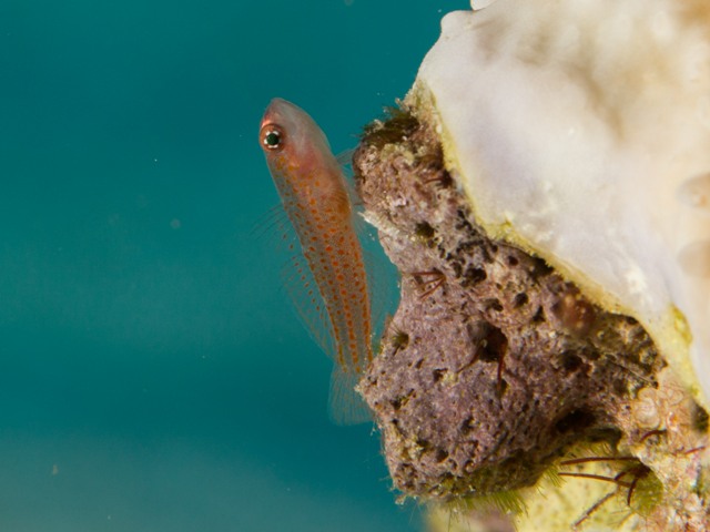 Trimma Avidori